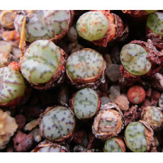 C.obcordellum 1452.4 - Seed